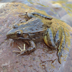 Lithobates yavapaiensis