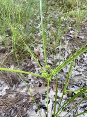 Cyperus pseudovegetus