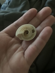 Architectonica