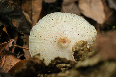 Leucoagaricus meleagris