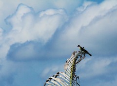 Pycnonotus sinensis hainanus