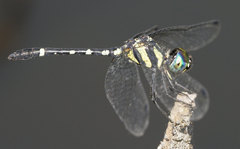 Tetrathemis yerburii
