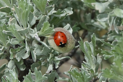 Transverse Lady Beetle photographed in Wyoming