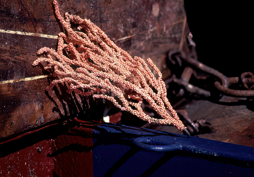 Red Coral Tree