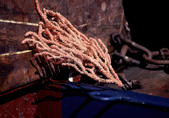 Primnoa resedaeformis