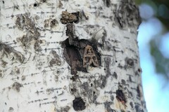 Chrysorithrum flavomaculata