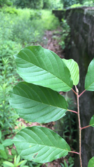 Frangula alnus