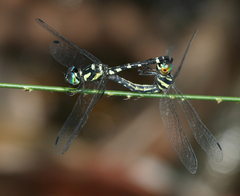 Tetrathemis yerburii