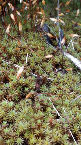 Polytrichum juniperinum image