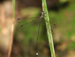 Ecchlorolestes nylephtha