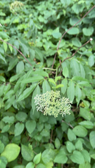 Sambucus canadensis