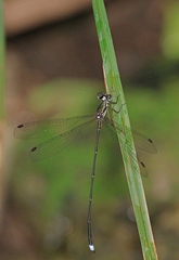 Ecchlorolestes nylephtha