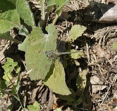 Gomphus