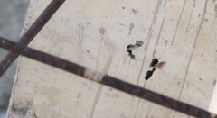 Megachile disjunctiformis