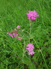 Silene dioica