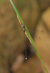 Ecchlorolestes nylephtha