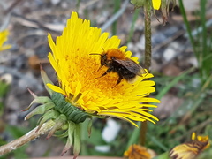 Bombus hypnorum