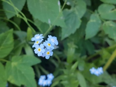 Myosotis