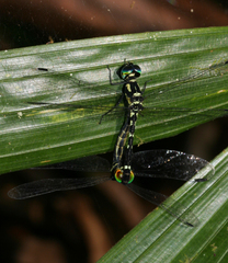 Tetrathemis yerburii