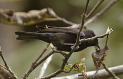 Conirostrum albifrons