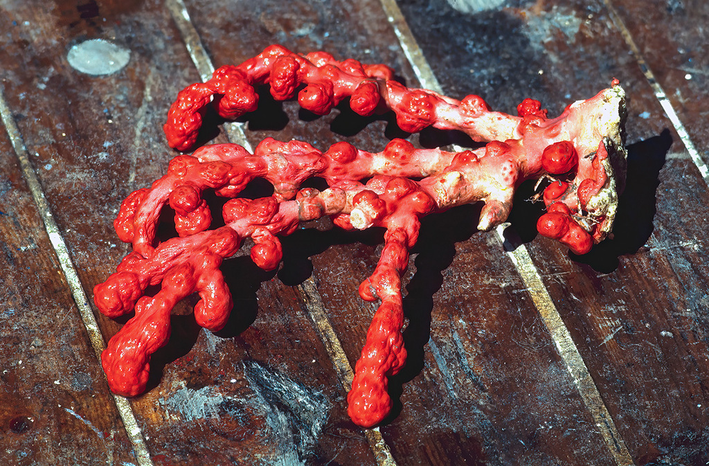 Tree Bubblegum Coral