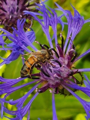Apis mellifera