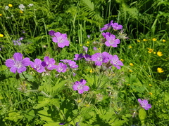 Geranium sylvaticum