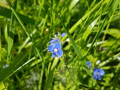 Veronica chamaedrys