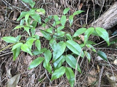 Coptosapelta diffusa