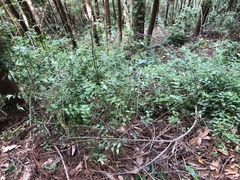 Coptosapelta diffusa