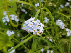 Myosotis