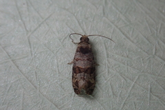 Lobesia peltophora