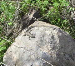 Gallotia stehlini