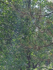 Curruca curruca