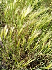 Hordeum jubatum