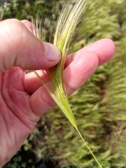 Hordeum jubatum