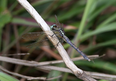Orthetrum luzonicum