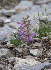 Penstemon decurvus