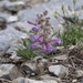 Penstemon decurvus - Photo (c) Bryce Silver-Bates, some rights reserved (CC BY-NC), uploaded by Bryce Silver-Bates