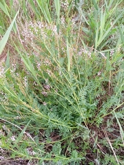 Astragalus sulcatus