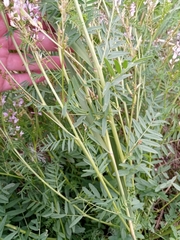 Astragalus sulcatus