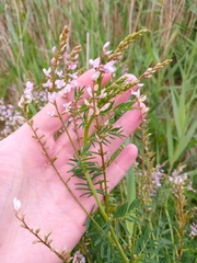 Astragalus sulcatus