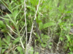 Ischnura saharensis