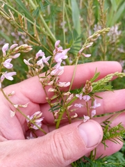 Astragalus sulcatus