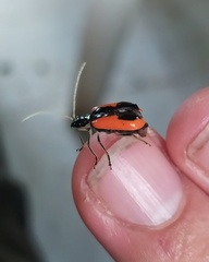 Paratriarius tropicus
