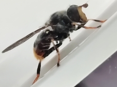 Blera fallax