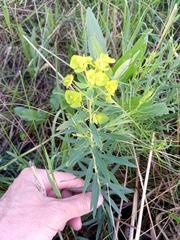 Euphorbia virgata