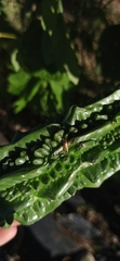 Miridae