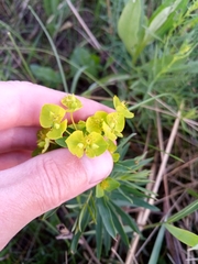 Euphorbia virgata