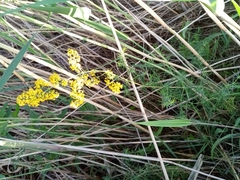 Galium verum